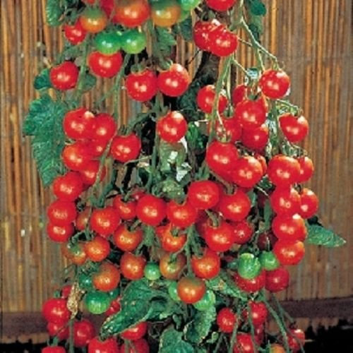 Tomatensamen 50 Super Sweet 100 Tomato Über 65 Tage Indeterminate