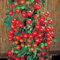 Tomatensamen 50 Super Sweet 100 Tomato Über 65 Tage Indeterminate