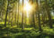 PICSonPAPER Poster Wald im Sommer, 100 cm breit x 70 cm hoch, Dekoration, Kunstdruck, Wandbild, Fineartprint, Bäume, Sonnenstrahlen, Sonne, Premium Qualität
