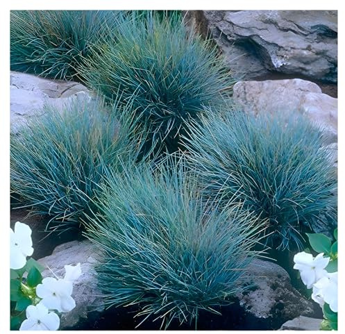 Stauden Gänge 25 x Festuca glauca 'Elijah Blue' Blauschwingel winterhart | Blaues Ziergras für Sonne, Blüte Juni bis Juli, mehrjährig, 1 L Topf (11x11 cm)