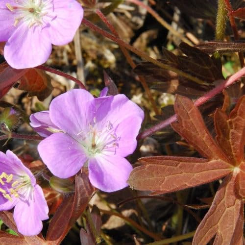 Plant World Seeds - Geranium Maculatum Choc-Leaf Seeds (Perennial Flower Seeds)