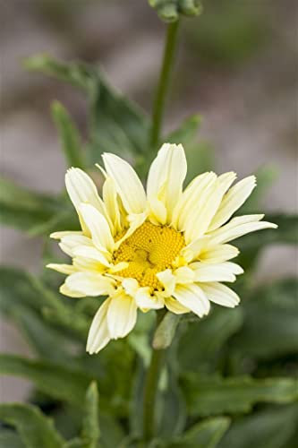 Leucanthemum x superbum 'Banana Cream' ca. 9x9 cm Topf - Margerite, cremegelbe Blüten, Blütezeit Juni-September, ideal für Beete, pflegeleicht und winterhart