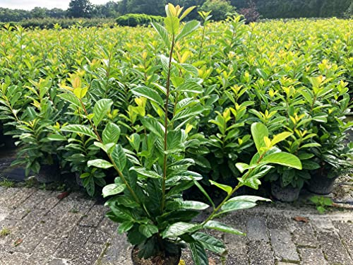 30 Kirschlorbeer Rotundifolia 90-120cm im 3L Topf reine Pflanzenhöhe Prunus laurocerasus Lorbeer schnellwachsend Heckenpflanzen immergrün Premium Qualität vom Gärtner