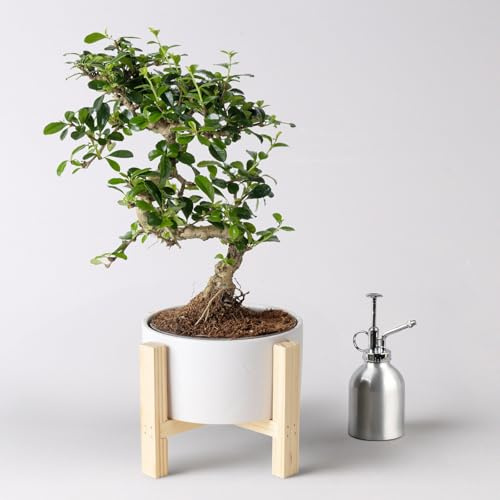 Bonsai in Schale inkl. Holzständer, Art zufällig, Topf-Ø 19cm, Höhe ca. 35 cm