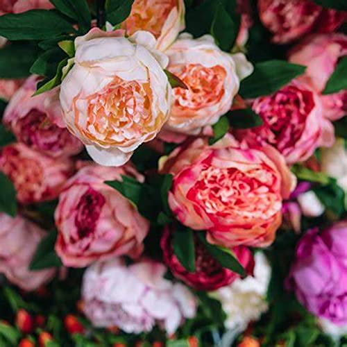 Peony Bulbs, Excellent Display Indoor Perennial Balcony, Plant Bulbs, Peony Plant Flowering Rhizome, Peony Bulbs for Planting Now UK, Garden Bulbs, Bulbs Mix, Can Be Potted Aromatic,-2bulbs-F