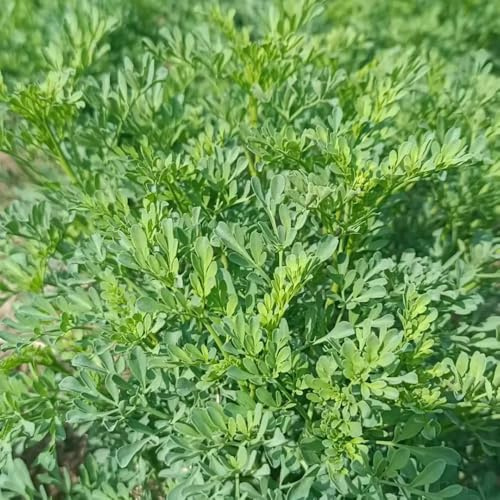 semi di ruta - resistenti balcone perenni giardino interno Decorazione 200pcs