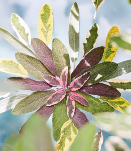 BALDUR Garten 1x Salbei 'Mandala® Tricolor', Pflanze im 10,5 cm-Topf | dekoratives, dreifarbiges Laub, aromatische Blätter, für Balkon, Terrasse & Garten, winterhart & pflegeleicht
