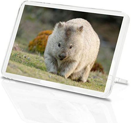 1 x Fridge Magnet - Cute Wombat Australia Animal Classic Fridge Magnet - Kitchen #2295