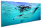 islandburner Bild auf Leinwand Manta Rochen Bilder Wandbilder Poster