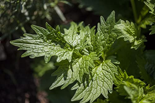Valeriana officinalis ca. 9x9 cm Topf - Echter Baldrian, weiße Blüten, Blütezeit Mai-August, ideal für Naturgärten, bienenfreundlich, pflegeleicht