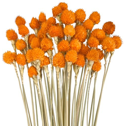 45 Fleurs Séchées, Bouquet de Fraises Séchées, Bouquet d'oreilles Naturelles, pour Décoration de Chambre et de Salon (Orange)