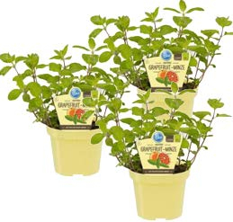 Bio Minze Grapefruit-Minze (Mentha suaveolens x piperita), Kräuter Pflanzen aus nachhaltigem Anbau, (3 Pflanzen im Set)