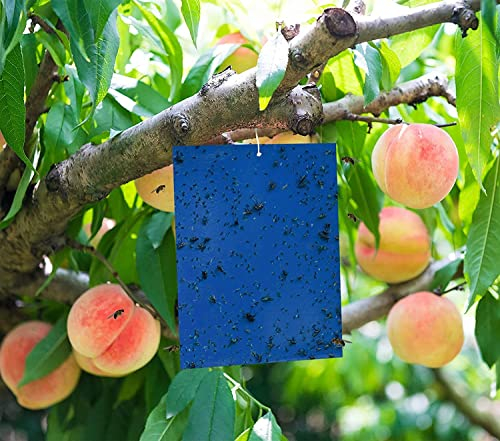 Fliegenfalle Blausticker 50Pcs Blautafeln Insektizidfreie Klebefalle Fliegenfänger Garten Balkon Obstfliegenfalle Bekämpfen Trauermücken, Blattläuse, Minierfliegen, Thripsen, Weiße Fliegen