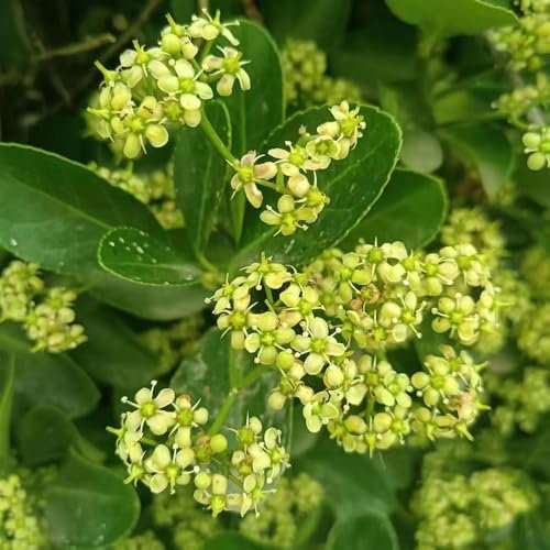 300 Pcs Stechpalme Pflanzen Samen - Baumsamen Bäume Garten Winterhart, Samen Alte Sorten Stechpalme Samen, Winterfeste Pflanzen Für Balkon, Pflanzen Züchten Winterfeste Pflanzen Für