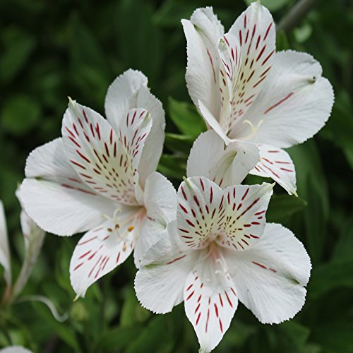 Blooming 24 colori differenti 120PCS peruviani semi del giglio di giardino domestiche di fiori in vaso bonsai alstroemeria