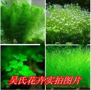 100% Genuine Mixed 200 Seeds/Pack Plants Fish Tank Aquarium Decoration Grass Seed Aquarium Plants Seeds