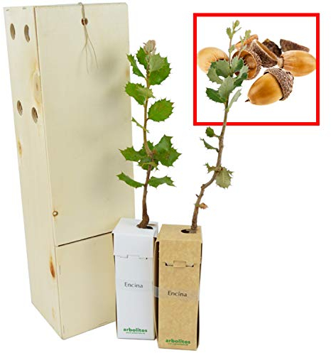 Eiche | Kleinwüchsiger Zierbaum | Waldbaum | Geschenkidee | Immergrün | 30 cm Junger Trieb Erhalten in einer wiederverwendbaren Holzkiste | 2 Einheit