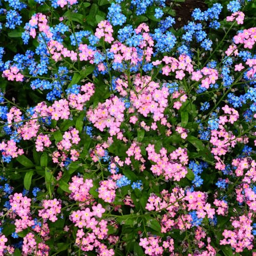3000+ misti Non ti scordar di me, varietà antica, non OGM, per piantare in giardino, cortile, copertura del terreno, blu, bianco, rosa