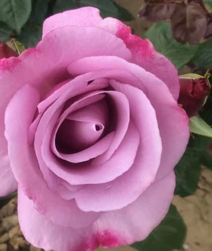 Strongly Perfumed 'Moody Blue' Lilac Blooms Large Soft Mauve Coloured Hybrid Tea Bush Rose Plant in a 3 Litre Pot - British Grown