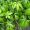 100 pcs jiaogulan pflanze samen - küchenkräuter hochbeet balkon (Gynostemma pentaphyllum) kräuterbeet für die küche pflanzensamen kräuterpflanzen gartenpflanzen kräutergarten hochbeet