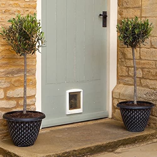 YouGarden Pair of Patio Olive Trees, Hardy Standard Olive Tree, 80cm Tall in 18cm Pots, Potted for Gardens, Supplied as Two Established Trees Perfect for Patios and Terraces Or Gifts