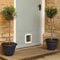 YouGarden Pair of Patio Olive Trees, Hardy Standard Olive Tree, 80cm Tall in 18cm Pots, Potted for Gardens, Supplied as Two Established Trees Perfect for Patios and Terraces Or Gifts