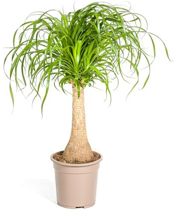 Beaucarnea recurvata tronc - 60-80cm - Ø21cm - Plante d'intérieur - Vert persistant