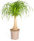 Beaucarnea Recurvata Stam - 60-80cm - Ø21cm - Pianta d'appartamento - Sempreverde