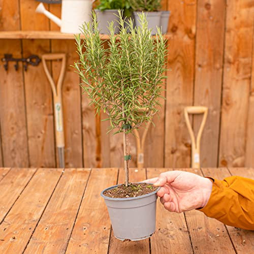 Rosmarin Lollipop Kräuterbusch | Frische Küchenkräuter Kulinarischer Garten