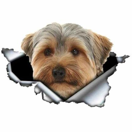 GAETOYEN Autoaufkleber Lustig Hund 20Cm(7.87In) PVC-Aufkleber Yorkshire Terrier Hund Autoaufkleber Wasserdicht Auf Stoßstange Heckscheibe Laptop(Glh1D7803)