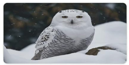 Schreibtischunterlage mit Schnee-Eulen-Druck, Mehrzweck-Matte, für Schreibtisch, Arbeit, Schreibtischmatte, strapazierfähige Schreibtischunterlage, Heimbüro, tragbare Schreibtischunterlage