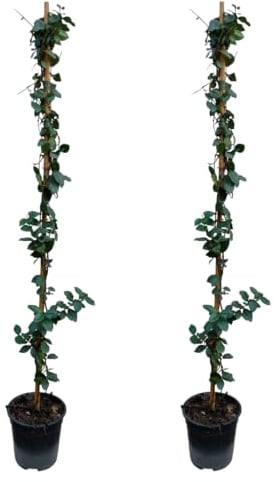 Plant in a Box - Trachelospermum jasminoides - Set di 2 - Star of Toscane - Gelsomino XL - Rampicante resistente - Vaso 17cm - Altezza 110-120cm