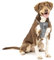 Kurgo TRU-Fit Hundegeschirr, Crash-Test-erprobtes Auto-Sicherheitsgurt, Für Hunde von 2 bis 5 kg, Größe M, Grau
