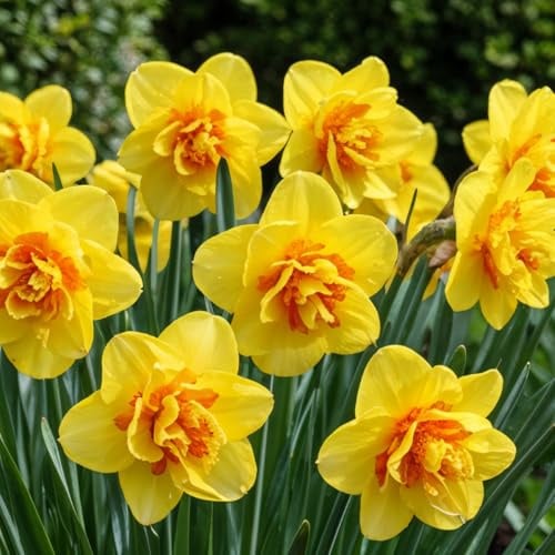 Narzissen Zwiebeln Winterhart Mehrjährig - Osterglocken Tahiti | 25 Blumenzwiebeln, Duftende Pflanzen aus Holland, für Garten und Topf (keine Samen, nicht künstlich)