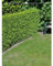 Lebensbaum Brabant 60-80 cm. 30 Thuja Koniferen. Hecke: Immergrün & Winterhart