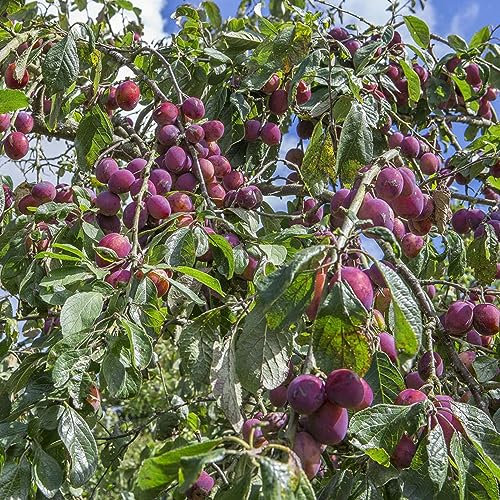 200 pcs pflaumenbaum samen hochbeet balkon pflaumen pflanzen pflaume obstbäume baumsamen pflanztopf obstbaum bonsai baum säulenobstbäume bonsai samen obst pflanzensamen geschenk winterharte