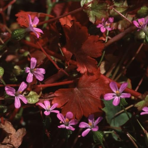 Plant World Seeds - Geranium Lucidum Seeds (Perennial Flower Seeds)