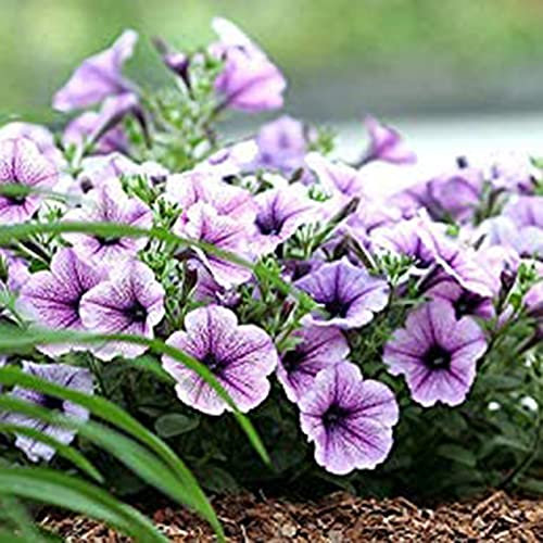 AchidistviQ 100 Pièces Graines De Pétunia, Panier Suspendu Vivace Graines De Fleurs De Pétunia Belles Fleurs De Jardin Graines De Fleurs Fraîches Mauve