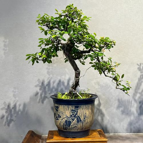 Sageretia theezans samen - 100 pcs bonsai baum zimmerpflanze, stauden winterhart mehrjährig baumsamen, zimmerpflanzen echt bodendecker samen winterhart, garten geschenk