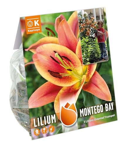 3 x Lilium Oriental Trumpet Montego Bay – Lovely Vibrant Summer Flowering Bulbs (Plant March to June for July Flowering)