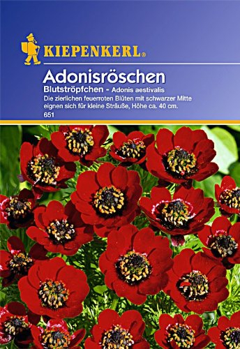 Sperli Blumensamen Adonisröschen Blutströpfchen, grün