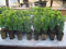 Sonderangebot 20 Buchsbaum sempervirens = zwei 10er Tray Buxus 6-15 cm