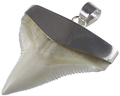 myringshop Haifisch-Zahn Haizahn Anhänger Ketten-Anhänger 925 Silberanhänger