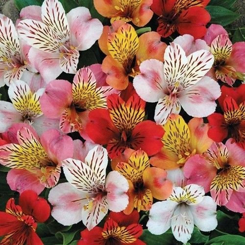 Giglio peruviano ibridi semi di fiore Mix (Alstroemeria Hybrida Dr.Salters Mix) 15 + S