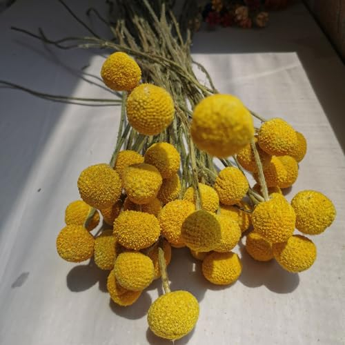 200 pcs trommelstöckchen samen, topfpflanzen für draußen, blumengarten, trommelstock pflanze samen (Craspedia globosa) blumen für balkon, bio saatgut pflanzen samen, kübelpflanzen