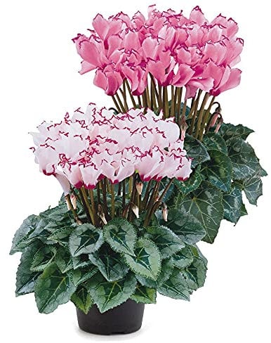Cyclamen 'Metis Victoria F1 Deco Mix'. Plug Plant x 4. Winter Bedding Flowers. Available from Bedwen Plants