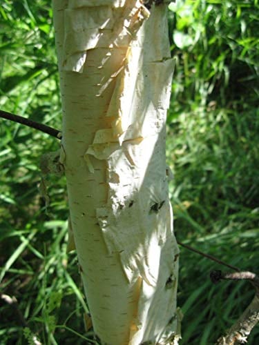 JAPANESE weiße Birke (Betula platyphylla) 100 Samen