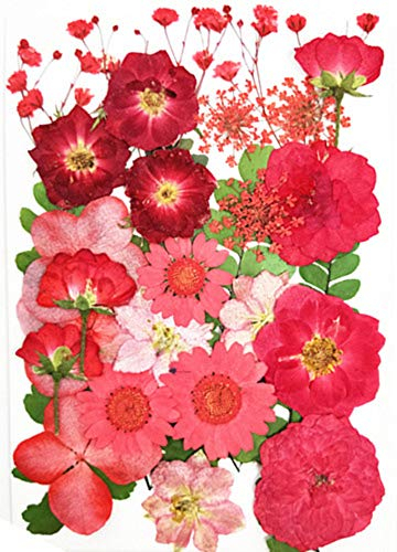 Natürliche Gepresste Blüten für Blumendekor und Telefon Fall Dekor Gemischte Echte Getrocknete Blüten für DIY-Kunst Basteln Karten Machen DIY Harz Scrapbooking (Rot)