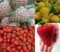 Erdbeeren-Sortiment XXL (Weisse+Gelbe+Rote+Riesenerdbeeren) 80++ Samen (Die Gartensensation)