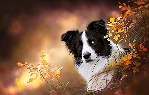 LHJOY Puzzle 1000 PièCes Chien Border Collie